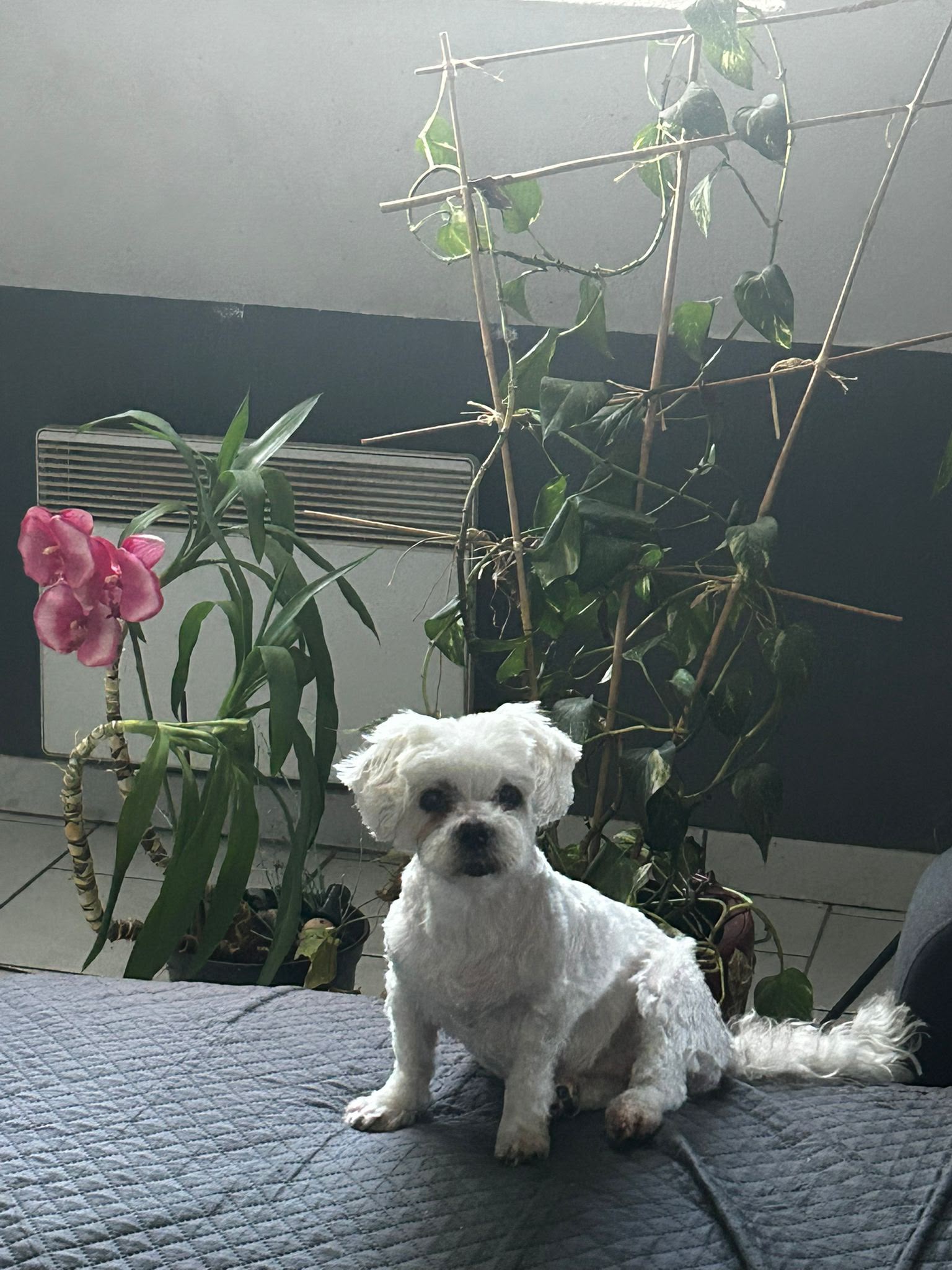 Portrait de Flockie